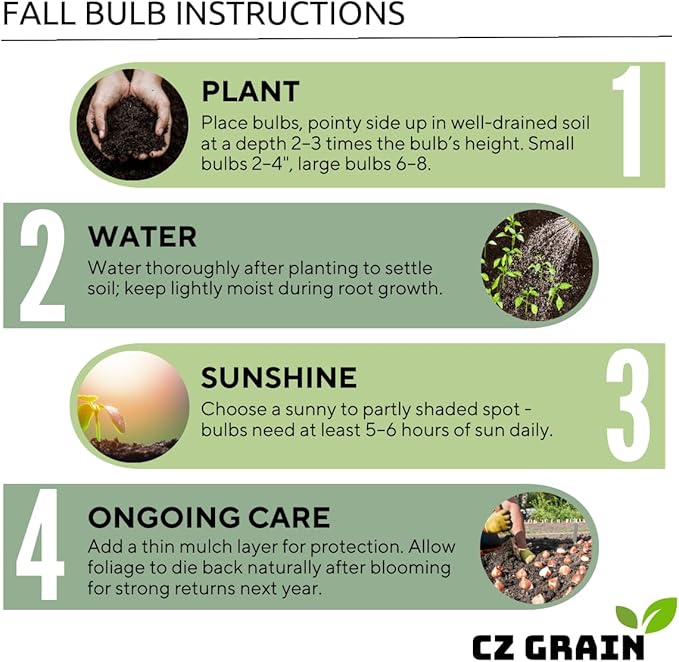 Best Red Tulip Bulbs for Planting - Easy to Grow - Fall Planting Flowers - Bright Perennial for Gardens & Landscapes (10 Bulbs)