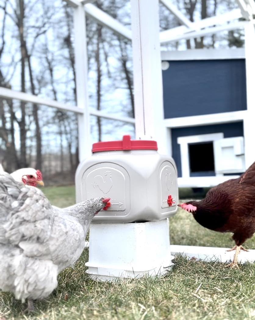 OverEZ Compact Chicken Waterer with No Spill System, Outside and Inside Poultry Drinker, 5 Gallon High Capacity Waterer Dispenser for Hens