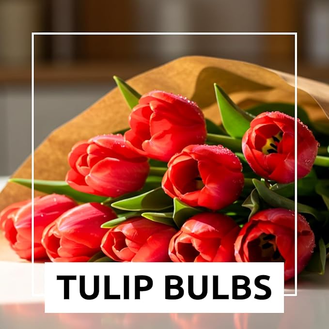 Best Red Tulip Bulbs for Planting - Easy to Grow - Fall Planting Flowers - Bright Perennial for Gardens & Landscapes (25 Bulbs)