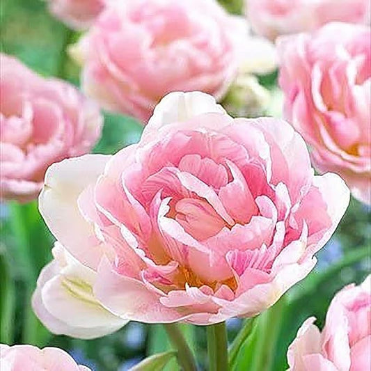 5 Angelique Double Late Pink Tulip Bulbs – Soft Pink Blooms with Double Petals – Large Flowering Perennial Tulips for Spring Gardens – Easy to Grow & Hardy