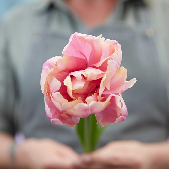 Eden Brothers Tulip Bulbs, Pink Star, 10 Bulbs | Perennial Flowers, Spring or Fall Planted, Full Sun, Indoor Forcing or Outdoor Planting, Easy-to-Grow | Zones 3, 4, 5, 6, 7, 8
