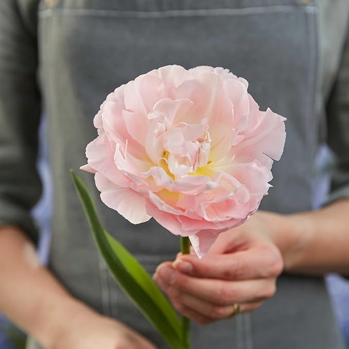 Eden Brothers Tulip Bulbs, Dreamer, 10 Bulbs | Perennial Flowers, Spring or Fall Planted, Full Sun, Indoor Forcing or Outdoor Planting, Easy-to-Grow | Zones 3, 4, 5, 6, 7, 8