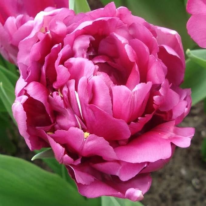 Eden Brothers Tulip Bulbs, Double Pink Mix, 10 Bulbs | Perennial Flowers, Spring or Fall Planted, Full Sun, Indoor Forcing or Outdoor Planting, Easy-to-Grow | Zones 3, 4, 5, 6, 7, 8