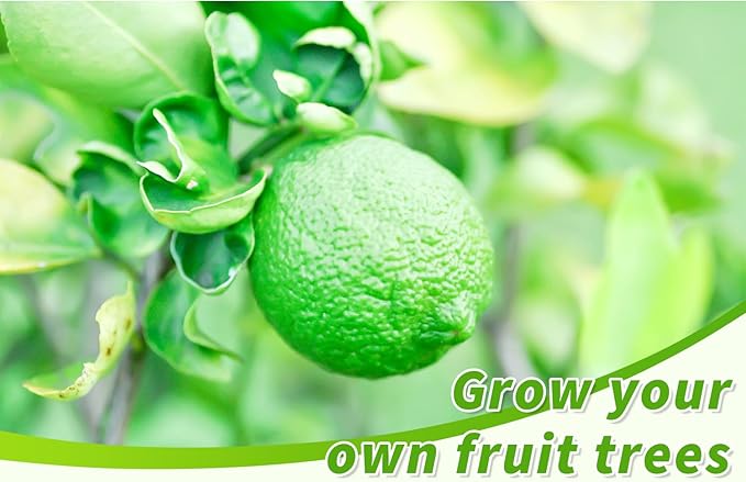 100+ Green Lime Seeds for Planting Bonsai Fruit Dwarf Lemon Tree Seed Citrus Limon Non-GMO Heirloom