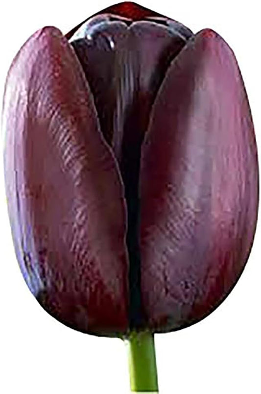 5 Queen of Night Tulip Bulbs – Deep Purple to Black Blooms – Stunning Contrast for Spring Gardens – Hardy & Easy to Grow Perennial Tulips