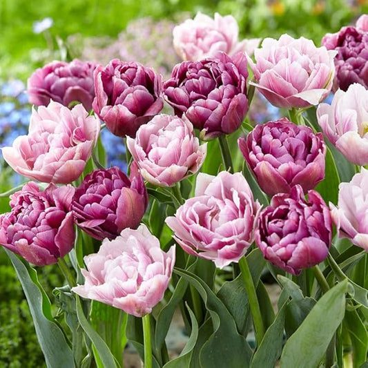 Eden Brothers Tulip Bulbs, Vintage Double Mix, 10 Bulbs | Perennial Flowers, Spring or Fall Planted, Full Sun, Indoor Forcing or Outdoor Planting, Easy-to-Grow | Zones 3, 4, 5, 6, 7, 8