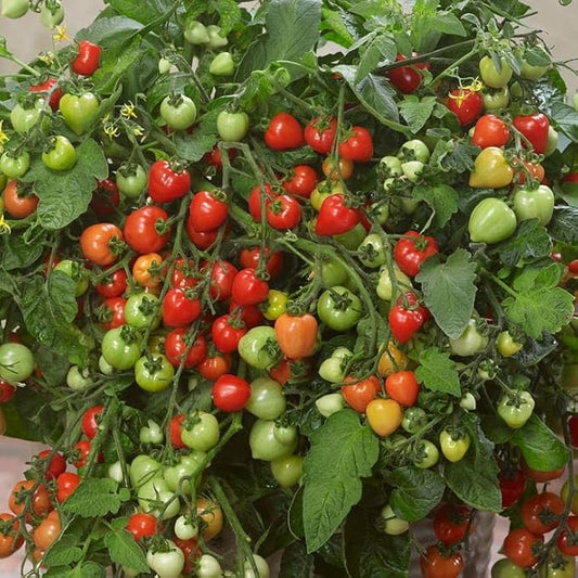Park Seed Heartbreakers Vallery Red Hybrid Tomato Seeds - Pack of 10 Seeds, Sweet and Sour Heart-Shaped Fruits, Non-GMO, Perfect for Snacking, Determinate, 70 to 84 Days to Maturity