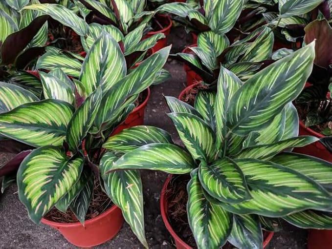 GARDENERA Calathea Plant Potting Soil - Enhance Foliage Beauty and Health with Professional Grade Nutrient-Rich Mix - 3 Quart