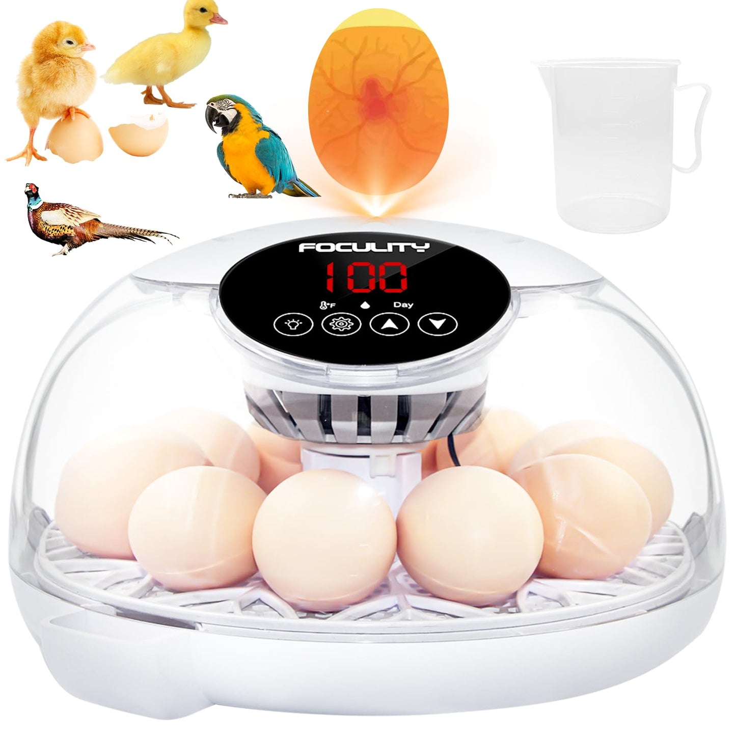 FOCULITY Egg Incubators for Hatching Eggs with Smart Automatic Turning Small Poultry Duck Quail 12 Eggs Chicken Incubator Temperature Days Control Humidity Display Candler Hatcher Machine, Fahrenheit