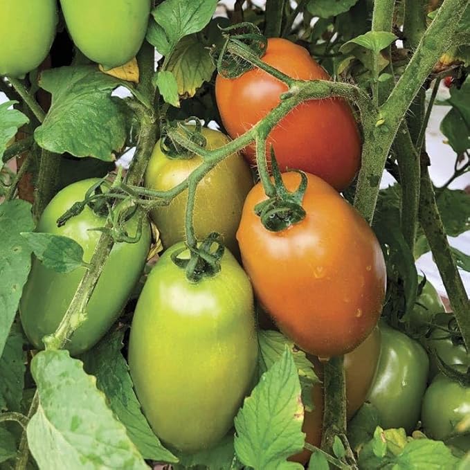 Park Seed Zenzei Tomato Seeds – Pack of 10 Seeds, AAS Winner 2023, Roma Type, Indeterminate Variety, 3–8 oz Meaty Fruits, Non-GMO, Ideal for Cooking, Canning, and Freezing