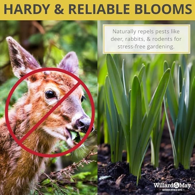 100-Pack Mixed Daffodil Bulbs – Bulk Pack of Spring-Blooming Narcissus – Deer Resistant & Cold Hardy – Easy Fall Planting - Plant in Gardens, Borders & Flowerbeds - Willard & May