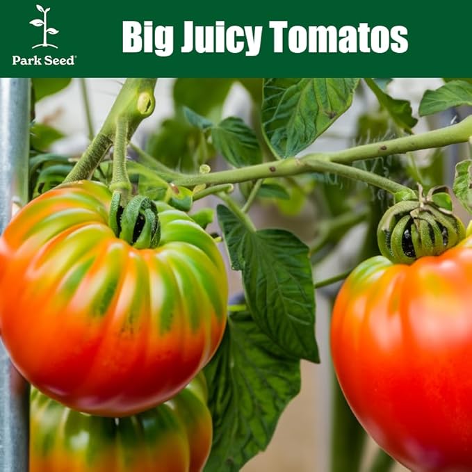 Park Seed Variety of Tomato Seeds, Planting Vegetables, Easy to Grow, Non-GMO, Perfect for Harvesting, Beefmaster Hybrid, Pack of 30