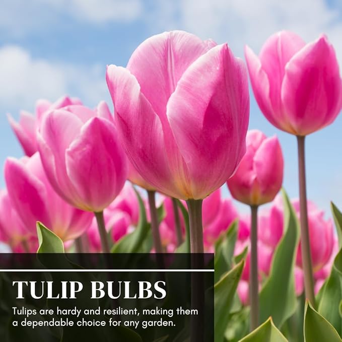 10 Pink Passion Tulip Bulbs for Planting - Easy to Grow Fall Planting Flowers for Bright Spring Blooms