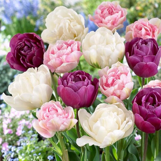 Eden Brothers Tulip Bulbs, Double Pink Mix, 10 Bulbs | Perennial Flowers, Spring or Fall Planted, Full Sun, Indoor Forcing or Outdoor Planting, Easy-to-Grow | Zones 3, 4, 5, 6, 7, 8