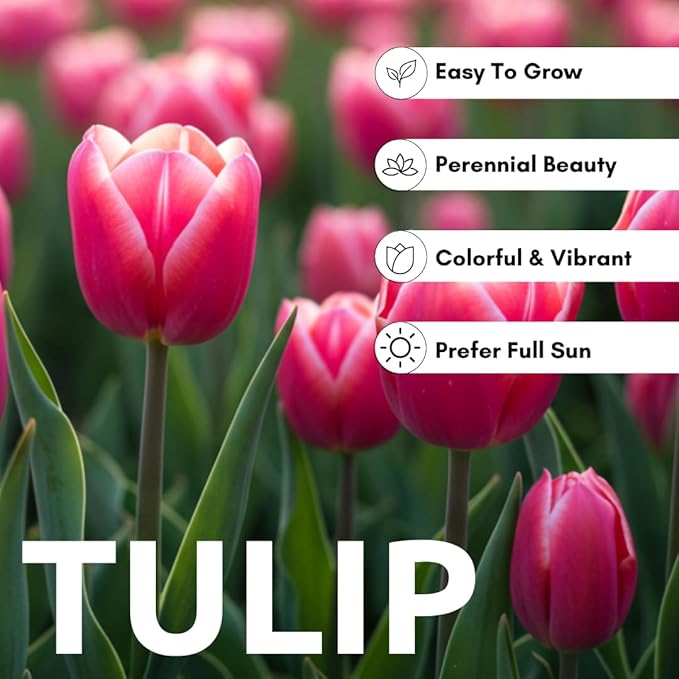 10 Pink Passion Tulip Bulbs for Planting - Easy to Grow Fall Planting Flowers for Bright Spring Blooms