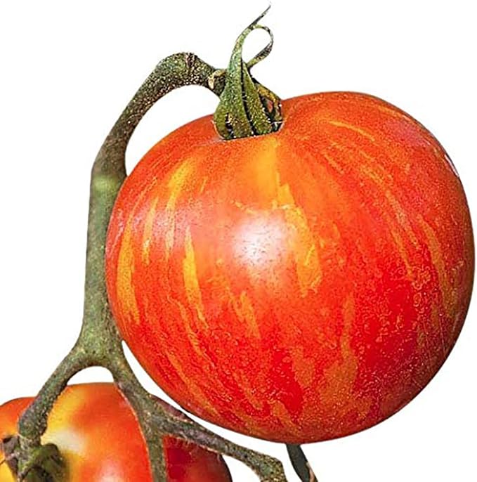 Mr. Stripey Tomato Seeds - Large Tomato - One of The Most Delicious Tomatoes for Home Growing,