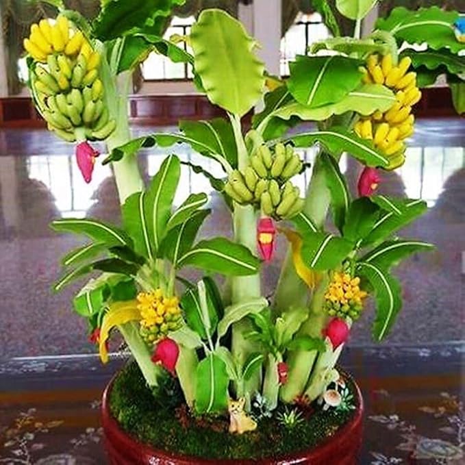 Seeds Indoor Banana Tree Ornamental Perennial Non-GMO for Planting