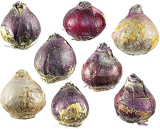 10 Jan Bos Hyacinth Bulbs – Large 16-17cm Bulbs for Vibrant Red Blooms – Fragrant Spring Flowers Perfect for Gardens, Borders, and Containers