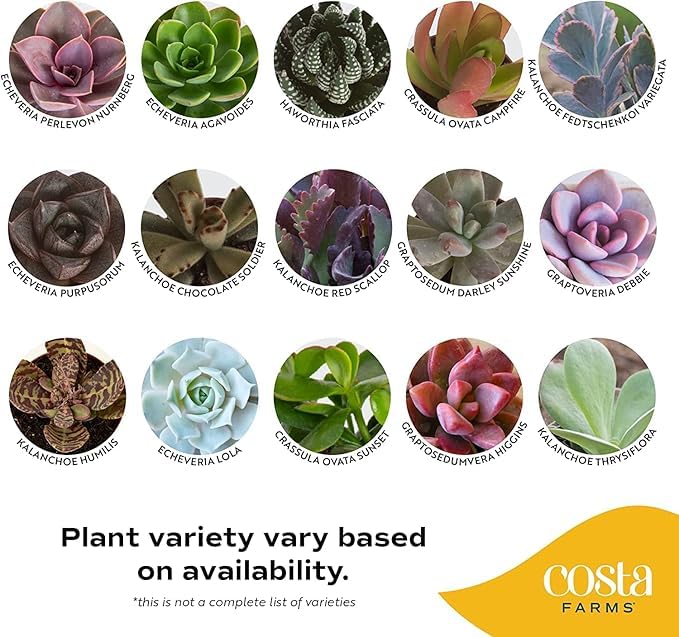 Costa Farms Succulents (24 Pack), Live Mini Succulent Plants in Ceramic Decor Planter Pots, Indoor Houseplants in Potting Soil, Bulk Baby Shower Gifts, Party Favors, Bridesmaid Gifts, 2-Inches Tall