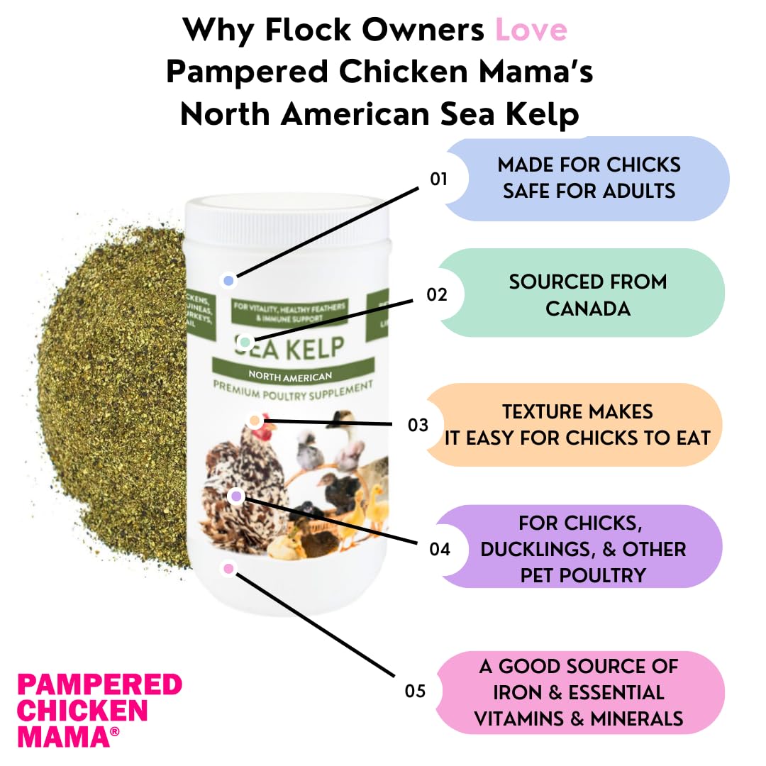 Kelp for Chickens & Duck Feed (1 Pound): Chicken Vitamins | Chicken Supplements | Vitamins for Chickens | Pampered Chicken Mama