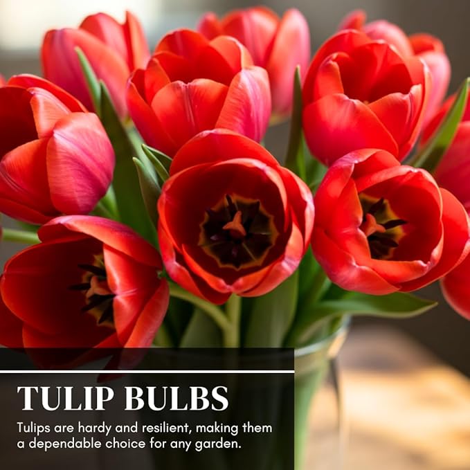 Best Red Tulip Bulbs for Planting - Easy to Grow - Fall Planting Flowers - Bright Perennial for Gardens & Landscapes (25 Bulbs)
