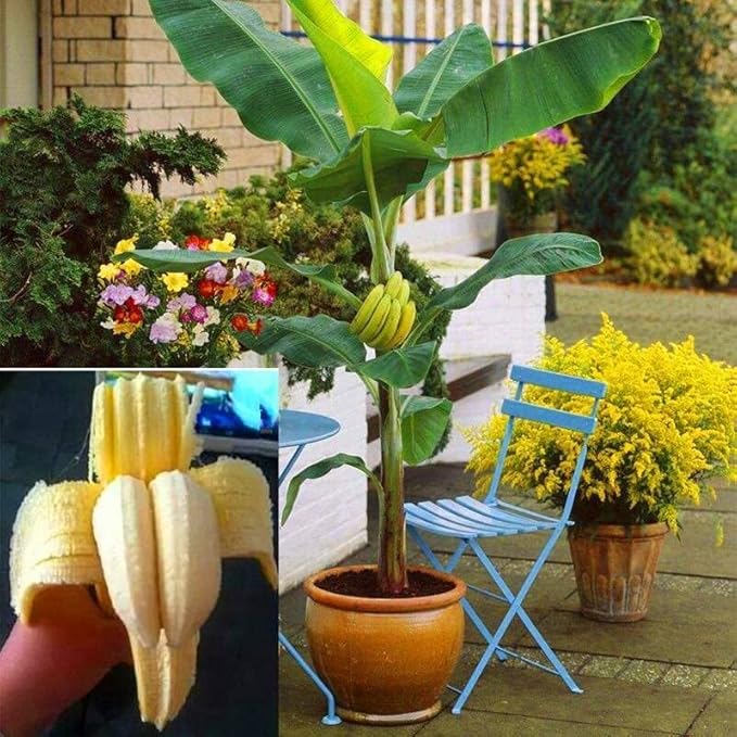 Seeds Indoor Banana Tree Ornamental Perennial Non-GMO for Planting