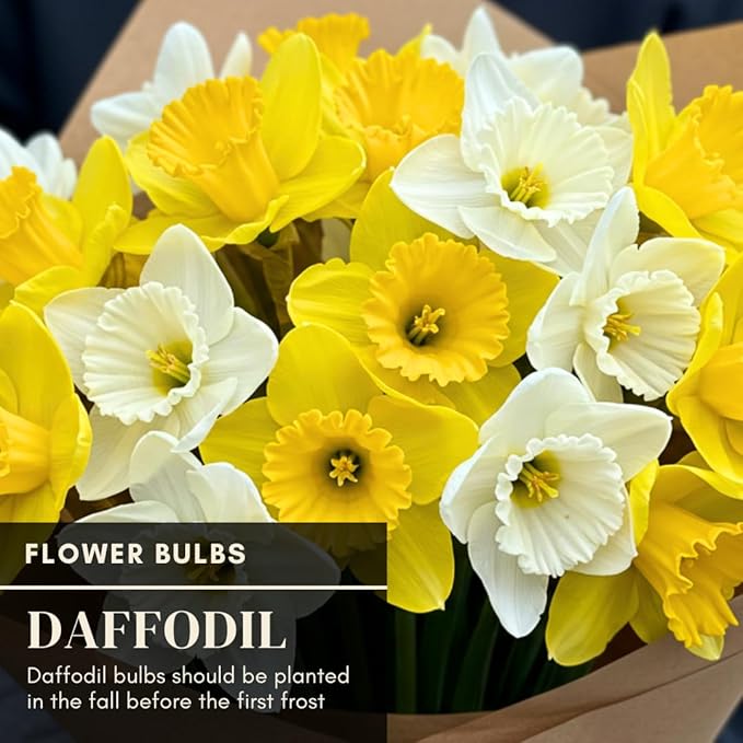 5 Yellow Daffodil Bulbs - Large Giant Narcissus Flowers | Easy to Grow Fall Planting Bulbs for Vibrant Spring Blooms
