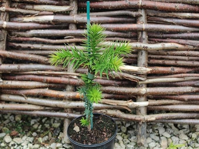 GARDENERA Premium Araucaria Potting Soil Mix - Perfect Balance of Nutrients, Drainage, and Aeration for Healthy Araucaria Trees - 2 Quart