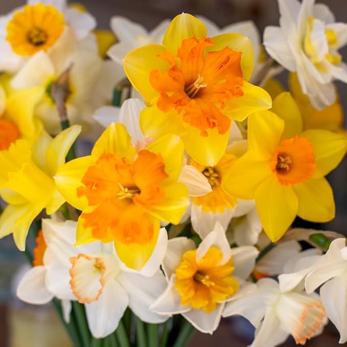 100-Pack Mixed Daffodil Bulbs – Bulk Pack of Spring-Blooming Narcissus – Deer Resistant & Cold Hardy – Easy Fall Planting - Plant in Gardens, Borders & Flowerbeds - Willard & May