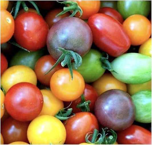 Rainbow Cherry Tomato Seeds - 20 Seeds - Stunning Colors and Delicious Tomatoes for Home Growing, Non GMO - Neonicotinoid-Free.