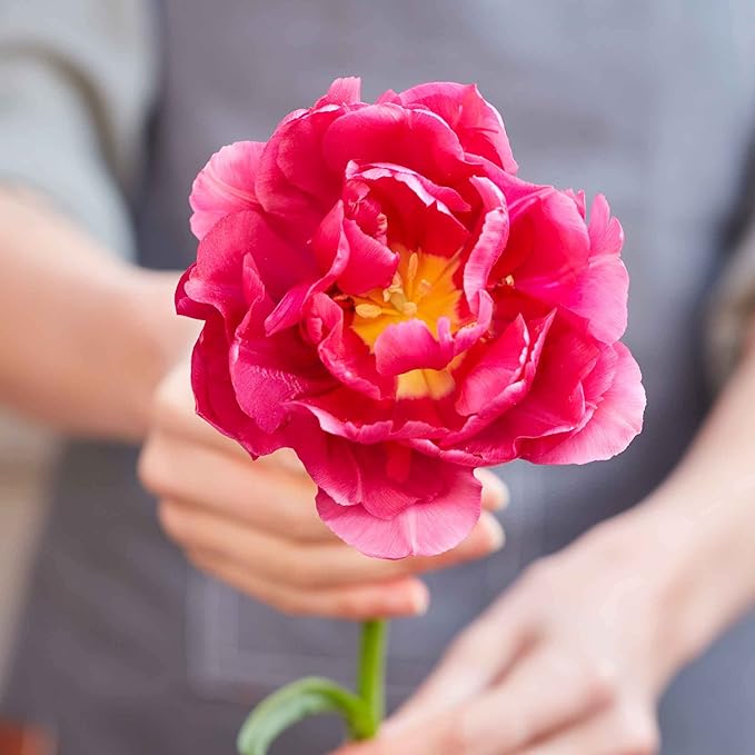 Eden Brothers Tulip Bulbs, Hawaiian Sunset Mix, 10 Bulbs | Perennial Flowers, Spring or Fall Planted, Full Sun, Indoor Forcing or Outdoor Planting, Easy-to-Grow | Zones 3, 4, 5, 6, 7, 8
