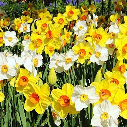 100-Pack Mixed Daffodil Bulbs – Bulk Pack of Spring-Blooming Narcissus – Deer Resistant & Cold Hardy – Easy Fall Planting - Plant in Gardens, Borders & Flowerbeds - Willard & May