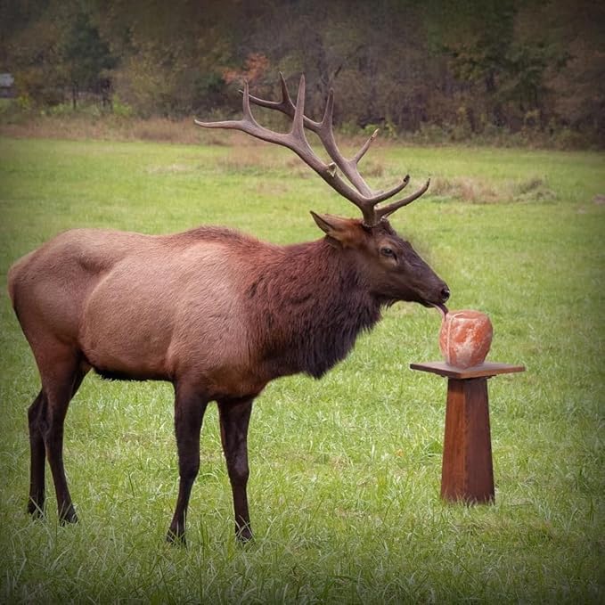 Pink Salt wall 5–6 lbs Salt Lick for Deer Natural Mineral Block for Deer and Wildlife (Salt Lick 1)