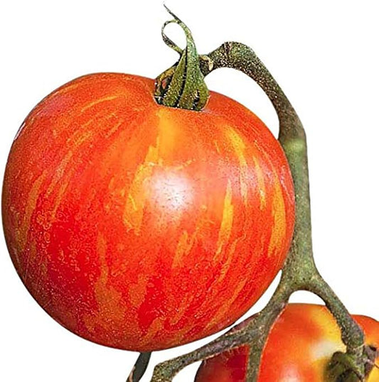 Mr. Stripey Tomato Seeds - Large Tomato - One of The Most Delicious Tomatoes for Home Growing,