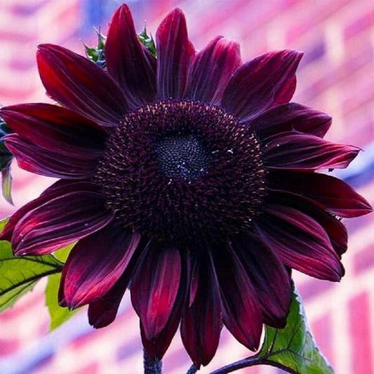 Sunflower Seeds for Planting – Plant & Grow Heirloom Chocolate Cherry Sunflowers in Home Outdoor Garden - Planting Instructions for Vibrant Blooms - Great Gardening Gift, 2 Packets