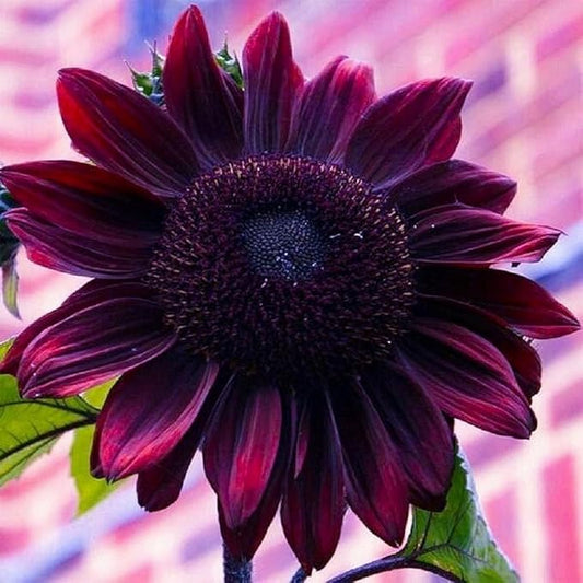 Sunflower Seeds for Planting – Plant & Grow Heirloom Chocolate Cherry Sunflowers in Home Outdoor Garden - Planting Instructions for Vibrant Blooms - Great Gardening Gift, 3 Packets