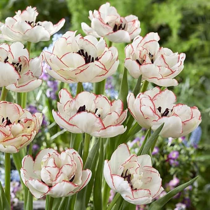 Eden Brothers Tulip Bulbs, Wild Romance, 10 Bulbs | Perennial Flowers, Spring or Fall Planted, Full Sun, Indoor Forcing or Outdoor Planting, Easy-to-Grow | Zones 3, 4, 5, 6, 7, 8