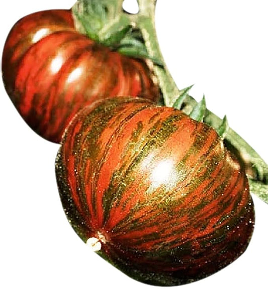 Chocolate Stripe Tomato Seeds - Large Tomato with Brown Striping
