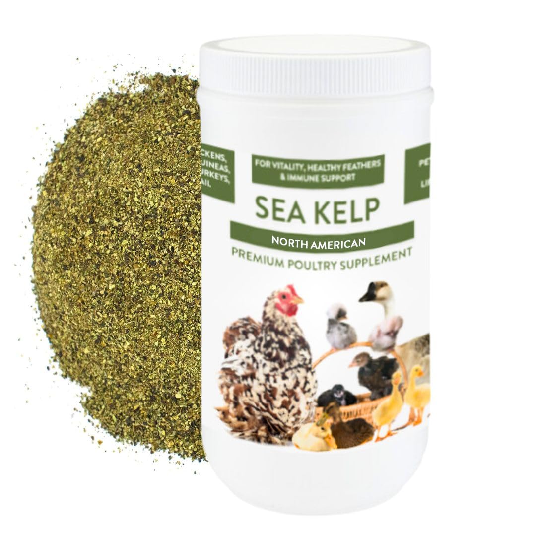 Kelp for Chickens & Duck Feed (1 Pound): Chicken Vitamins | Chicken Supplements | Vitamins for Chickens | Pampered Chicken Mama