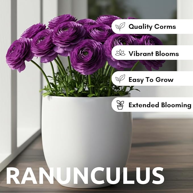 Ranunculus Flower Bulbs for Growing - Perennial Flowers with Extended Bloom Times - Ranunculus Corms for Planting (10 Purple Corms)
