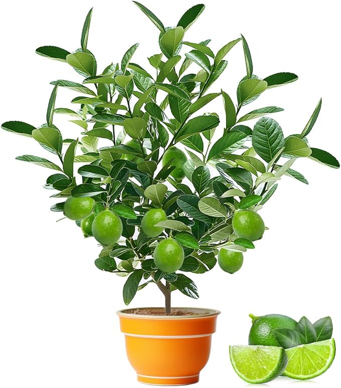 100+ Green Lime Seeds for Planting Bonsai Fruit Dwarf Lemon Tree Seed Citrus Limon Non-GMO Heirloom