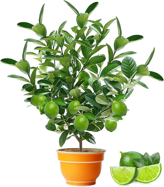 100+ Green Lime Seeds for Planting Bonsai Fruit Dwarf Lemon Tree Seed Citrus Limon Non-GMO Heirloom