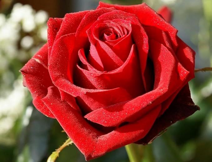 Multicolored Rose Flower Seeds Perennial Flowers Rare Plants Garden Bonsai Hybrid Rare Exotic Plant Garden 100pcs