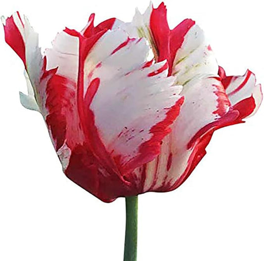 5 Estella Rynveld Parrot Tulip Bulbs – Red and White Fringed Parrot Tulips – Unique and Vibrant Blooms for Spring Gardens – Hardy & Easy to Grow Perennial Tulips