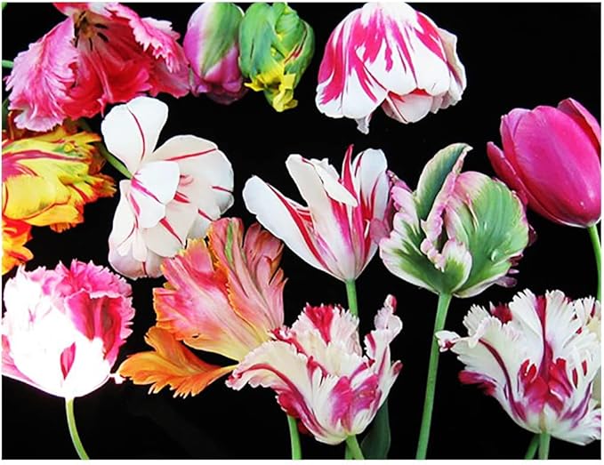 5 Estella Rynveld Parrot Tulip Bulbs – Red and White Fringed Parrot Tulips – Unique and Vibrant Blooms for Spring Gardens – Hardy & Easy to Grow Perennial Tulips