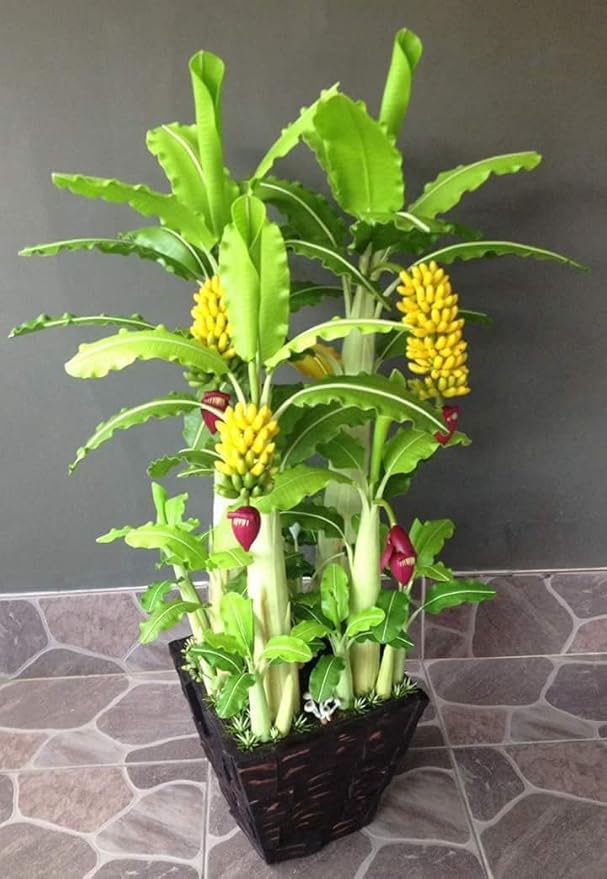Seeds Indoor Banana Tree Ornamental Perennial Non-GMO for Planting