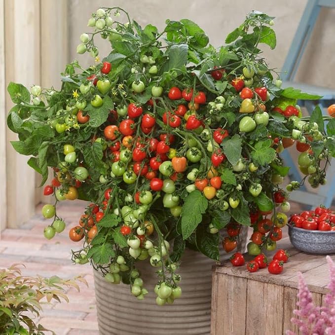 Park Seed Heartbreakers Vallery Red Hybrid Tomato Seeds - Pack of 10 Seeds, Sweet and Sour Heart-Shaped Fruits, Non-GMO, Perfect for Snacking, Determinate, 70 to 84 Days to Maturity