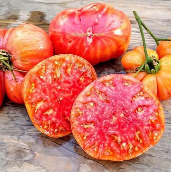 Hillbilly Potato Leaf Heirloom Tomato Seeds - Large Tomato - One of The Most Delicious Tomatoes for Home Growing,