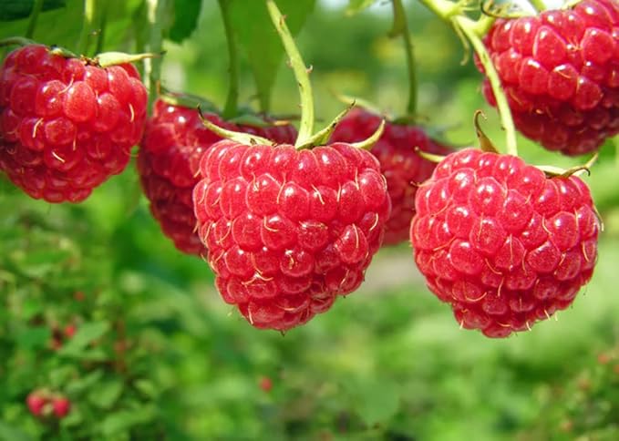 600+ Mix Fruit Seeds, 6 Variety Non-GMO Heirloom and Organic, Strawberry Seeds Raspberry Seeds Mulberry Seeds Apple Seeds Orange Seeds Blueberry Seeds for Planting Home Garden