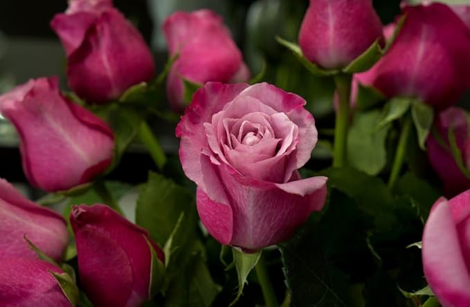 Multicolored Rose Flower Seeds Perennial Flowers Rare Plants Garden Bonsai Hybrid Rare Exotic Plant Garden 100pcs